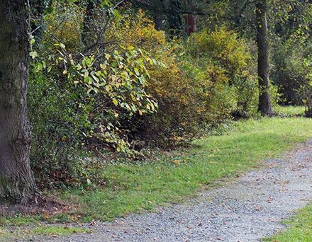 Meine Aus- Weiterbildungszertifikate - Heilpraktikerin, NLPlerin, REIKI